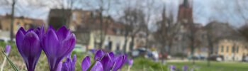 krokusse am ufer des mühlenberges foto stadt werder havel hkx