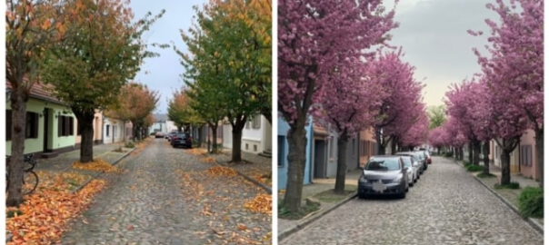 werder havel lindenstraße insel fruehling herbst 2024 bild bernd reiher werderanderhavel.de