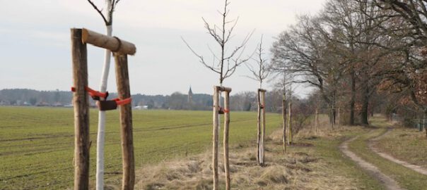 werder havel Vogelkirschbäume auf dem Weg am Sportplatz_Foto_Stadt Werder Havel_hkx