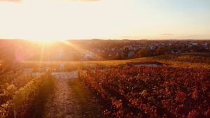 werder havel blick vom wachtelberg foto berndreiher werderanderhavel.de