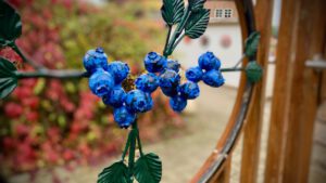 werder havel klaistow spargelhof foto berndreiher werderanderhavel.de