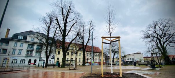 werder havel baumpflanzung plantagenplatz foto berndreiher werderanderhavel.de